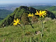 Sui monti sopra casa bei fiori primaverili-26magg23 - FOTOGALLERY